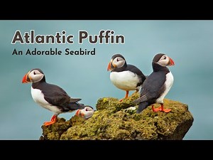 🐧 Atlantic Puffin: Facts About This Adorable Seabird 🐧