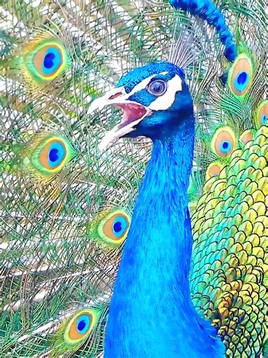 Amazing Sounds of Wildlife: Nature's Symphony