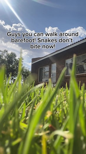 Understanding Pet Snakes: Care and Behavior Insights