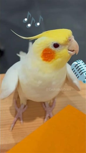 Super cute singing moments! 🎶🦜🥰 #cockatielscraze #birdsinging #cockatiel