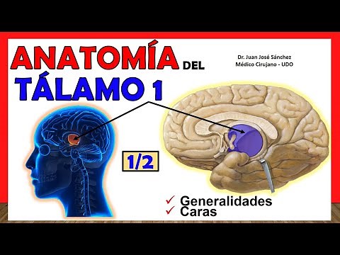 🥇 Anatomy of the THALAMUS 1/2. (Generalities) Simple Explanation!