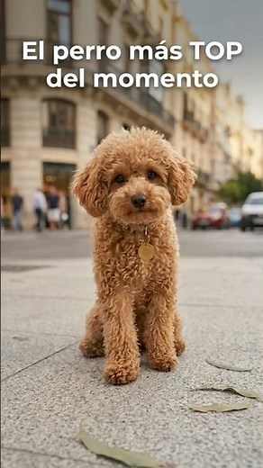 The Toy Poodle is the most TOP dog right now... and there's a reason for it