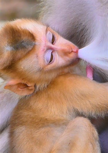 34K views · 1K reactions | Best video! Baby monkey asking mom for milk by hungry #monkey #babymonkey #cutebaby #cute #monkeys | Monkey RoJo | Facebook