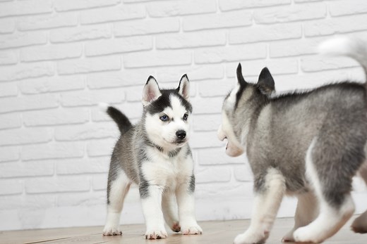 How To Stop Sibling Puppies From Fighting - The Quick & Easy Way