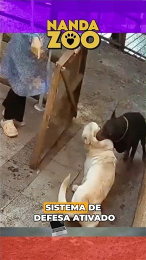 A Arte da Defesa: Doberman em Ação! 🐕‍🦺🤔 #cachorro #shorts #animais