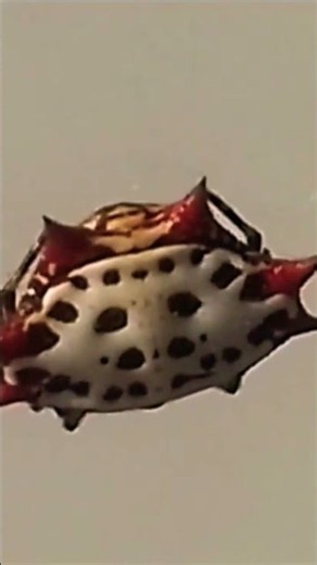 Spiny Orb Weaver #naturedocumentary #wildlife #nature #explorenaturenow