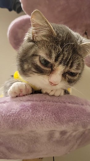 Adorable Grey and White Cat with Stripes in Home