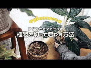 【house plants🌱】Aglaonema 丨Air Layering