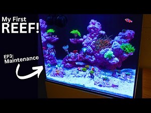 EASY Reef Tank Maintenance! Only 5 steps to clean reef aquarium! | EP3