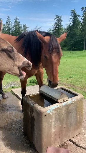 Mare Teaching Manners to Young One ft. Clacking