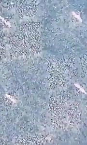 7.4K views · 47 reactions | Saudi citizen discovers large amounts of money stolen by his maid over the years and hidden in her luggage before traveling #Saudi #SaudiArabia #Maid #Theft | Arab Times Kuwait | Facebook