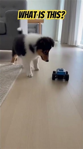 I Gave My Puppy a Remote Control Car… This Happened 😳🐶