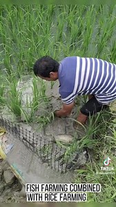 55K views · 278 reactions | Rice farming combined Fish farming | Say Something about this POST | Facebook