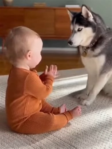 “They Copied Each Other Too Well 😭🐾” #babyhusky #husky #huskypuppy #puppy #puppylove #fluffypuppy #cute #cutepuppy #dogsofinstagram #puppiesofinstagram