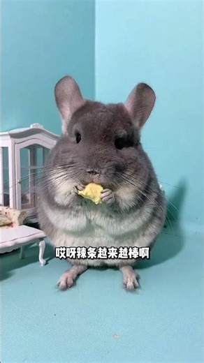 Almost overturned the car. 😂 #cute pets #Cute Luochong Cat #Cute Pets Debut Plan @DOU+ assistant.