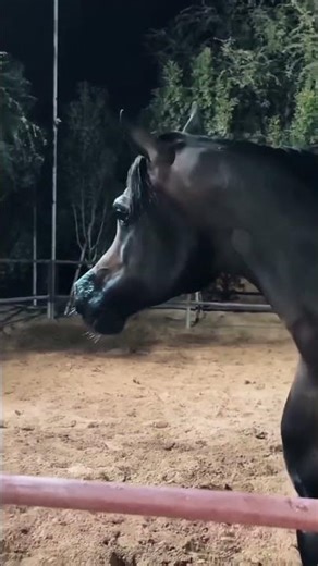 خيل عربي اصيل