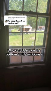 Replying to @tinachristymancini #dog #dogs #barking #thankyou #view #animals #windows #jealousy | Lori Meo