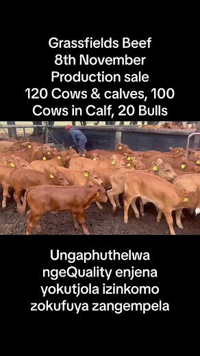 Grassfields Beef Sale - 8th November 2023