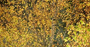Yellow Autumn Birch Leaves Swaying On 库存影片视频（100% 免版税）1080926015 | Shutterstock