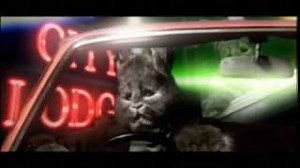 The Cardigans - For What It's Worth