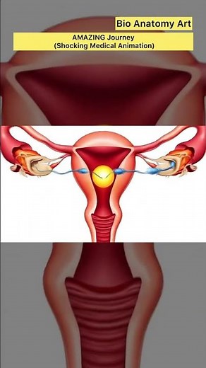 AMAZING Journey(Mind-Blowing Animation)| Bio Anatomy Art | Gut Health