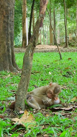 Lucie and Luno with baby Lynx 😍 | Love Monkey