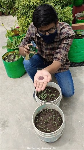 284K views · 3K reactions | Seed germination in just 3 days  Best way to grow winter seeds #winter #seeds #germination #gardening #garden #terracegarden #gardeningaasaanhai | Gardening Aasaan Hai | Facebook