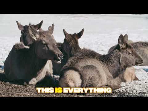Donkey Facts: The Misunderstood Genius | Why Are Donkeys So Stubborn?