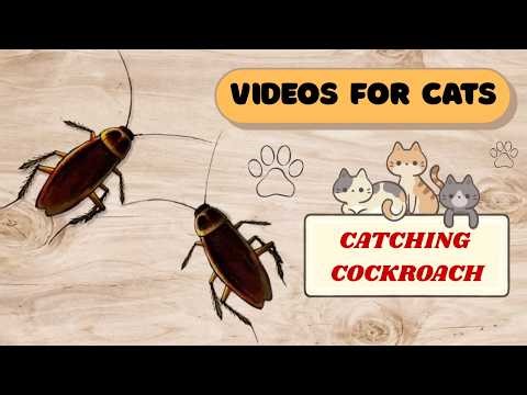 Cat Games. Realistic Cockroaches on Screen. Video for Cats.