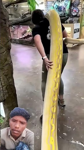 Green Anaconda vs Reticulated Python #facts #snake #amazingfacts #anaconda #python #new #shorts😌🥺