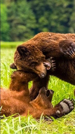 Brown Bear Fight in the Wild | Epic Grizzly Bear Battle with Bear Sounds
