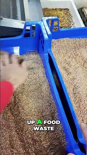 Turning Food Waste into Protein: Mealworm Farming