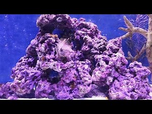 Coralline|||Coralline algae