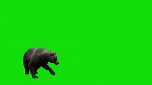 clip-3486120541-3d-character-animation-bear-attacking-against-green