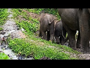 Elephant Family Day Out: Watch These Adorable Baby Elephants Go Exploring