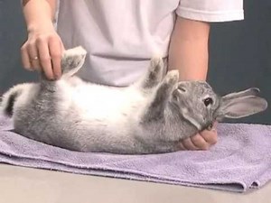 4-H Rabbit Showmanship Example 2