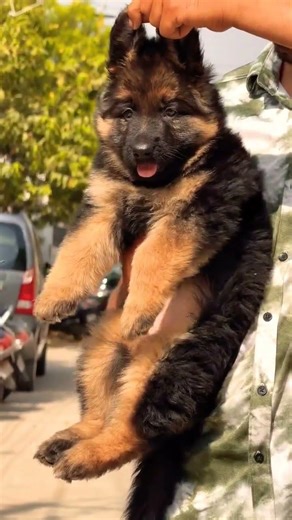8810623046 German Shepherd Female Puppy Active Healthy Smart Guard Dog Type Contact Fast Booking#pet