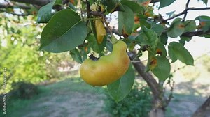 Disease of pear trees, rust spots on the leaves. The fruit tree is infected with a fungus, yellow rust. The pear leaf is affected by Gymnosporangium sabinae. fruit pear.