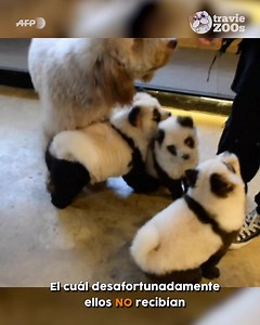 39K views · 2K reactions | Me da coraje saber a lo que llega la gente  | TravieZoos | Facebook