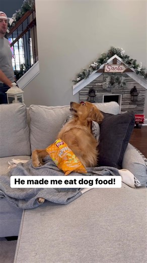 My dog made me eat his food! #dog #goldenretriever #dogsoffacebook | Aguyandagolden