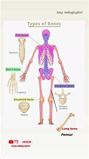 Types of Bones!! #anatomy #medical