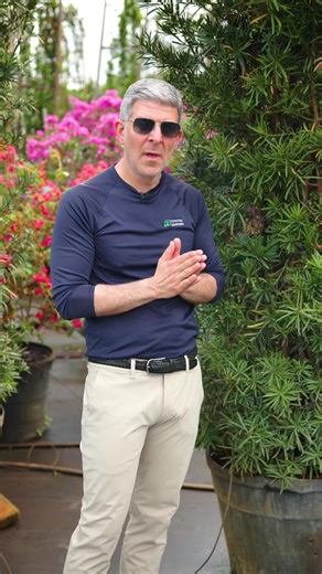 Podocarpus tolerates heat, sun, and cold with minimal issues from disease. A solid choice for hedging, screening, and creating privacy.