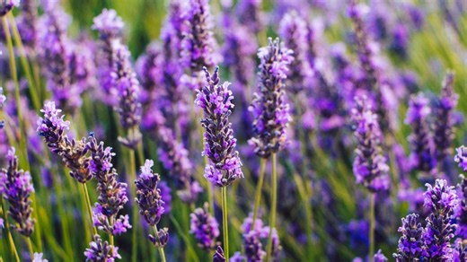 Try these 10 aromatherapy herbs for an aromatic spring garden