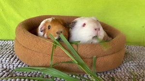 19K views · 2.6K reactions | We did a piggy swap today as...