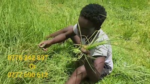 To register your child for Matrix Disciplinary Bootcamp program contact us on 0777 690 612 or 0776 242 897 during office hours. BabyDon Official Tafadzwa Chidawa Royal Mint Clarah Manyepera | Simplesolid Records Zimbabwe