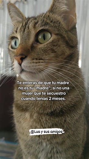 Y se volvió lo mas importante en mi vida ❤️ #reelsviral #catlovers #michis #gatos #catlover | Lua y sus amigos
