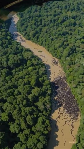 Thousands of Giant Snakes Found in Amazon? Leaked Drone Footage Shocks Experts!