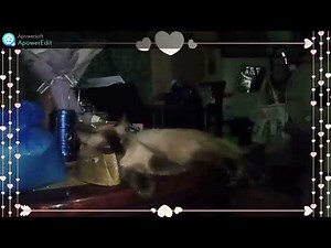 ４，フィリピンの猫、＃フィリピンペット生活