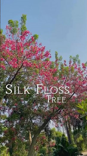 Beautiful Silk Floss Tree (Ceiba Speciosa)