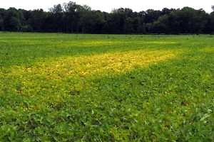 Identifying and correcting manganese deficiency in soybeans